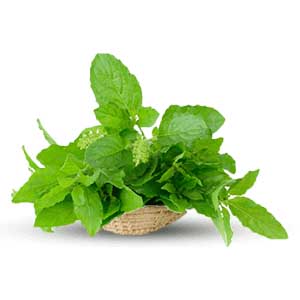 Tulsi (Ocimum Sanctum)